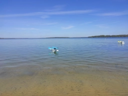 Wasserfliegen in Plau am See (Foto: Teja Albers)