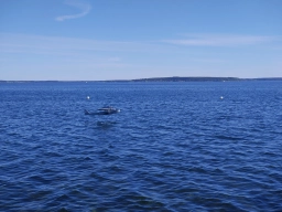 Wasserfliegen in Plau am See (Foto: Teja Albers)