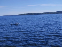 Wasserfliegen in Plau am See (Foto: Teja Albers)