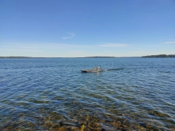 Wasserfliegen in Plau am See (Foto: Teja Albers)