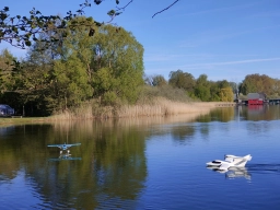 Wasserfliegen in Plau am See (Foto: Teja Albers)