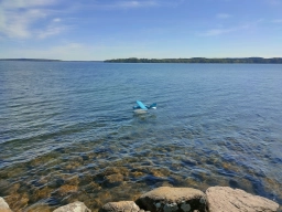 Wasserfliegen in Plau am See (Foto: Teja Albers)