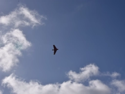 Freundschaftsfliegen 2026